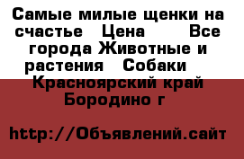 Самые милые щенки на счастье › Цена ­ 1 - Все города Животные и растения » Собаки   . Красноярский край,Бородино г.